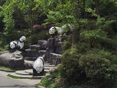 -都江堰中华大熊猫苑