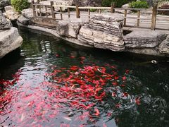 -中国唐苑