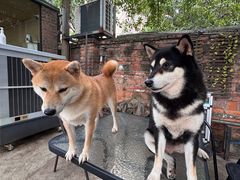 -柴犬高等学院·狗咖·柴犬售卖·宠物训练