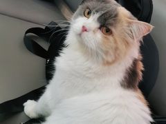 -喵园·猫主题咖啡厅·撸猫·猫咖(国贸店)