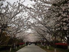 -高东镇樱花园