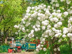 -上海共青森林公园