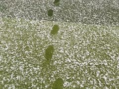 -金陵中学(河西分校)