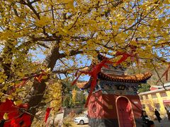 -遵化市禅林寺古银杏风景园