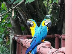 -新加坡飞禽公园