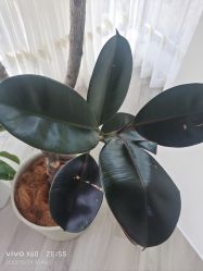 -HEYAN荷妍专业脱毛连锁机构