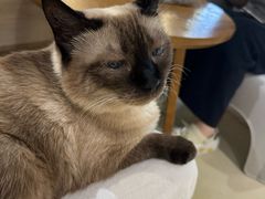 -藏猫猫咖啡主题馆(中央大道店)