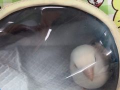 -爱侣宠医·鹦鹉专科·小型哺乳类·异宠专科(灵石路店)