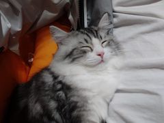 -飞行喵MR PILOT|猫舍·猫咖(静安大融城店)
