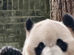 -都江堰中华大熊猫苑