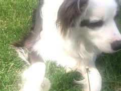 -宠福鑫康馨动物医院·骨科·眼科