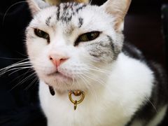 -李小姐の猫咖啡馆(五角场店)