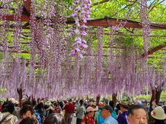 -嘉定紫藤园
