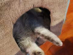 -猫小院猫主题咖啡厅(北锣店)