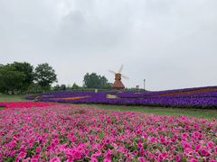 -杭州湾海上花田景区