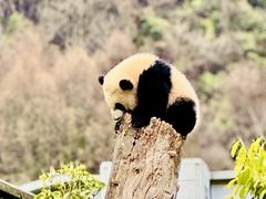 -卧龙中华大熊猫苑神树坪基地