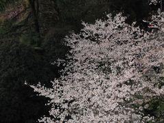-武汉大学-樱园