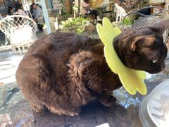 -喵屿·大理花园猫咖