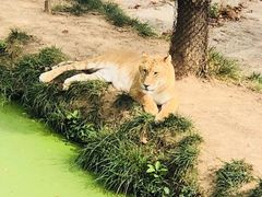 -西霞口神雕山野生动物世界
