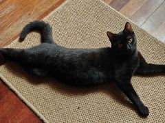 -芭比堂宠物医院·全科爱猫医院·仁德分院