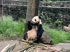 -都江堰中华大熊猫苑