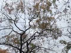 -重庆中央公园(渝北区)