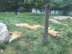 -西安秦岭野生动物园