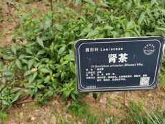-东莞植物园