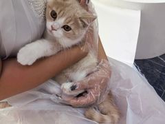 -小猫来了·猫舍(红山六九七九店)