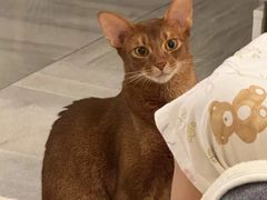 -瑞派康怡24h宠物医院·犬猫医疗中心·微创绝育(瑞景分院)