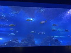-重庆欢乐海底世界