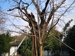 -上海佘山国家森林公园天马山园