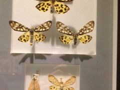 -上海昆虫博物馆