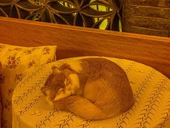 -叶叶菩提(太原别墅店)