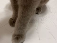 -纳吉亚猫专科动物诊疗中心(蒋宅口分院)