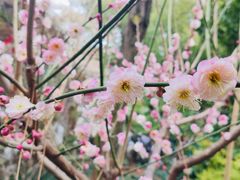 -龙华寺