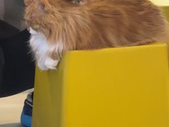 -平行世界·猫咖(首经贸店)