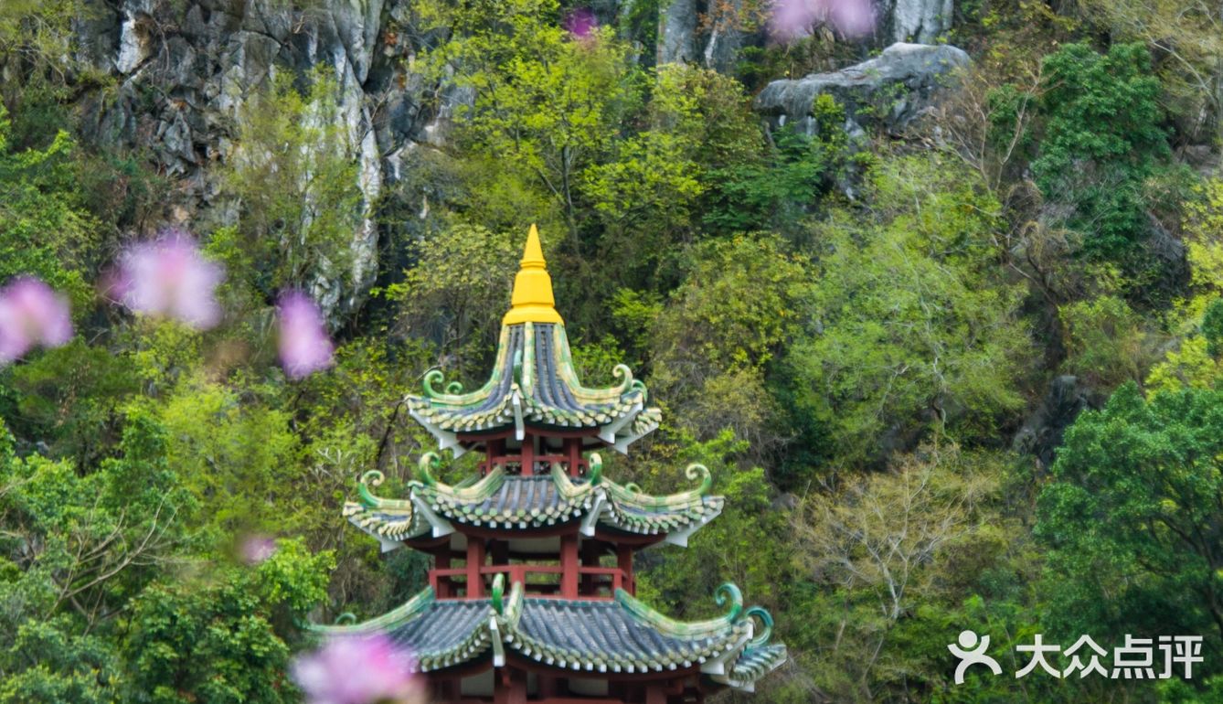 三四月去广东肇庆打卡最美紫荆花道