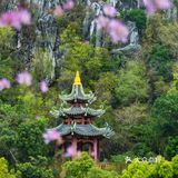 三四月去广东肇庆打卡最美紫荆花道