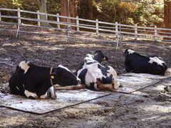 -神户市立六甲山牧场