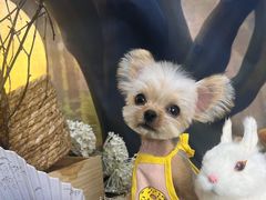 -读宠于你·约克夏比熊·睫角守宫·爬宠售卖(高新店)