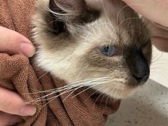 -瑞鹏宠物医院(大运分院)