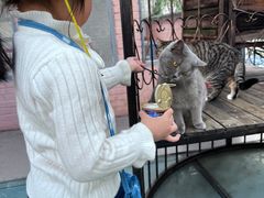 -喵屿·大理花园猫咖