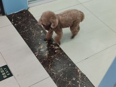-全心全意连锁动物医院·微创中心·内科急重症·心脏专科(丰管路店)