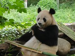 -都江堰中华大熊猫苑