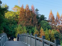 -重庆彩云湖湿地公园