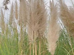 -中国天府农业博览园