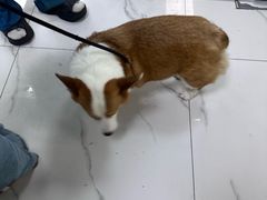 -嘉馨宠物医院·CT影像转诊·心脏科·犬猫全科诊疗中心(下沙大学城院区)