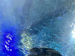 -上海海洋水族馆