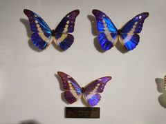 -上海昆虫博物馆